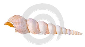 Cone cockleshell is isolated on white background