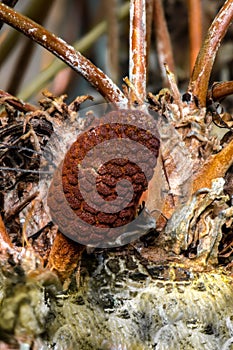Cone of a Coontie Plant