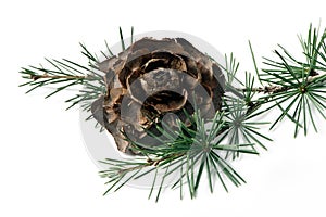 Cone of CÃÂ©drus atlÃÂ¡ntica  on a branch on a white background photo