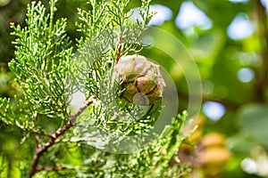 cone of evergreen cypress on twig close up