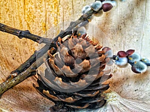 a cone of fir along with some twigs with fluffy buds isolated from a pumpkin bark photo