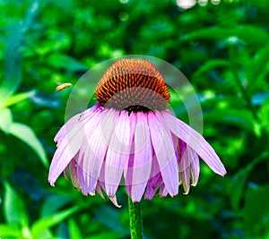 Cone Flower #2