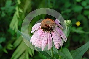 Cone Flower