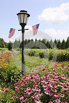 Cone Flower ~ Echinacea angustifolia and light post