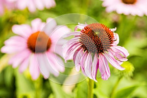 Cone flower, Echinacea purpurea, flower