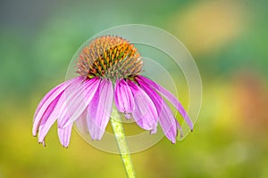 Cone flower, Echinacea purpurea