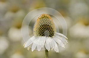 Cone flower echinea