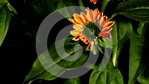 Cone Flower Time-lapse