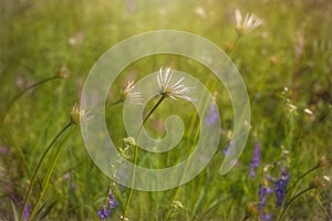 Cone Flowers at Flannagan Prairie