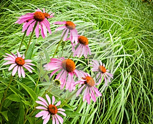 Cone flowers in a garden