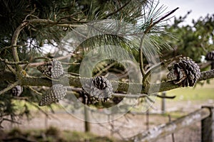 Pinecone on a tree, isolated photo