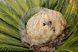 Cone with fruits of female cycas revoluta cycadaceae sago palm