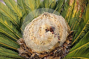 Cone with fruits of female cycas revoluta cycadaceae sago palm