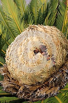 Cone with fruits of female cycas revoluta cycadaceae sago palm