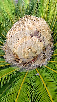 Cone with fruits and foliage of cycas revoluta cycadaceae sago palm photo