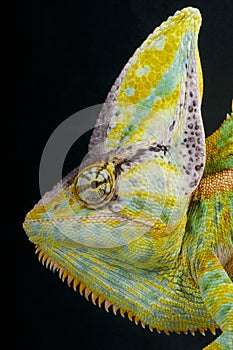 Cone-head chameleon / Chamaeleo calyptratus