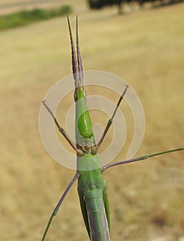 Cone-headed grasshopper Acrida ungarica