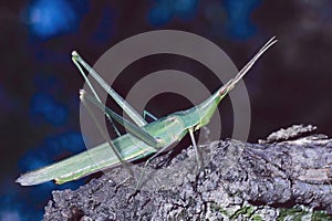 Cone-headed grasshopper, Acrida mediterranea photo