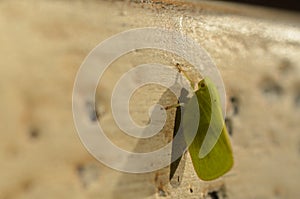 Cone-Headed Green Planthopper bug