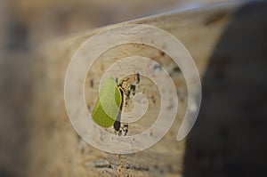 Cone-Headed Green Planthopper bug