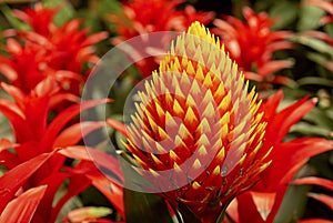 Cone-headed guzmania, Guzmania conifera photo