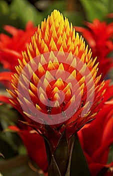 Cone-headed guzmania, Guzmania conifera photo