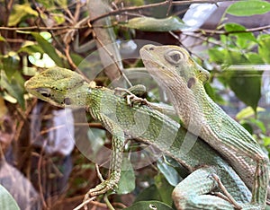 Cone-headed iguana (laemanctus longipes). Two green iguanas in the terrarium