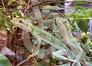 Cone-headed iguana (laemanctus longipes). Two green iguanas in the terrarium