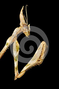 Cone-headed Mantid