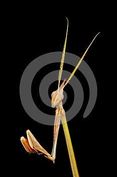 Cone-headed Mantid