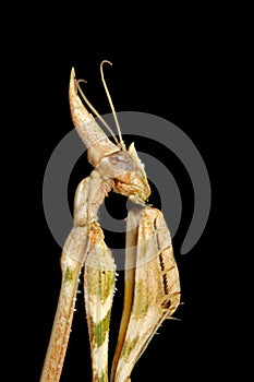 Cone-headed Mantid