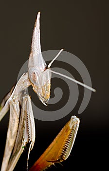 Cone-Headed Mantid