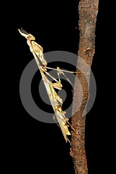 Cone-headed Mantid