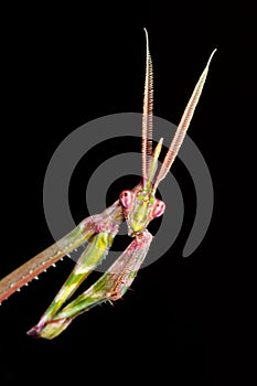 Cone-headed Mantid