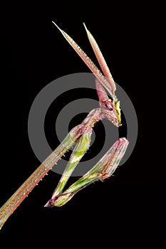 Cone-headed Mantid