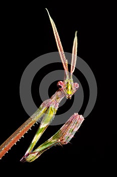 Cone-headed Mantid