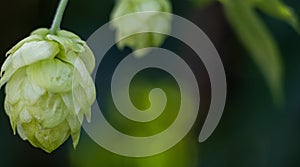 Cone of the hop closeup, background photo