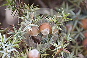 Cone of juniperus oxycedrus macrocarpa