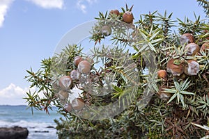 Cone of juniperus oxycedrus macrocarpa