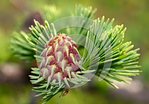 Cone of larch