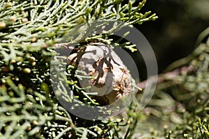 Cone of a Mediterranean cypress