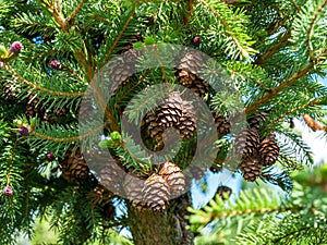 A cone is a modified shoot that develops at the ends of branches of gymnosperms of coniferous plants in the form of small formatio photo