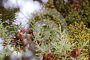 Spherical cone of Nootka cypress Chamaecyparis nootkatensis, Spain photo