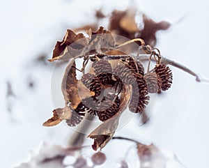 Cone owns an alnus in a forest in Iceland.