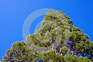Cone Pine