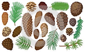 Cone pine isolated cartoon set icon. Vector illustration spruce pinecone on white background. Vector cartoon set icon