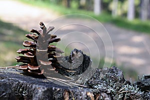 Cone pine, strobilus on the stone photo