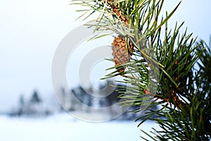 Cone on a pine in winter