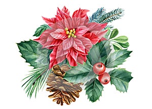 Cone, poinsettia and holly. Christmas decoration on white background, watercolor drawings. Xams Clipart