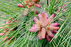 Cone of Red or Norway Pine in spring - Pinus resinosa. photo
